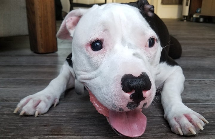 Blind black and white pit-bull-type dog, Charger, lying down and smiling with his tongue sticking out