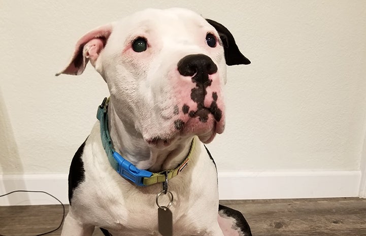 Charger, a blind black and white pit bull type dog, with freckles on his mouth