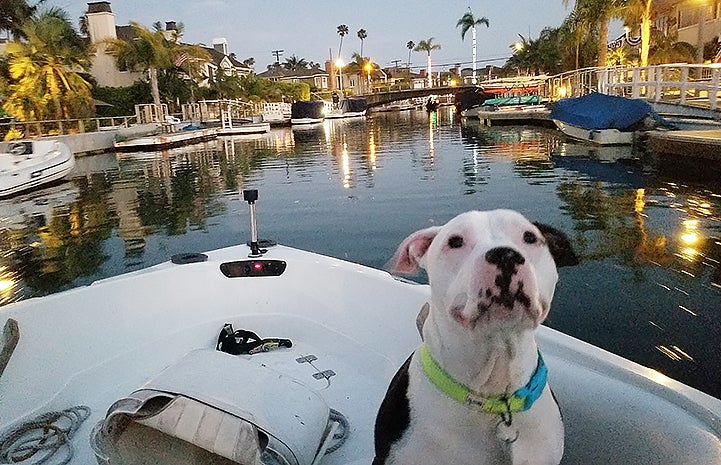 Charger the dog riding on a boat with palm trees in the background