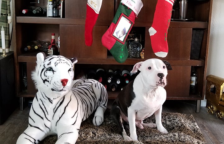 Charger, a blind black and white pit bull type dog, in front of Christmas stockings and next to a stuffed toy white tiger