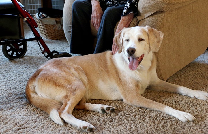 Faith doing her therapy dog walk lying next to a chair while someone pets her