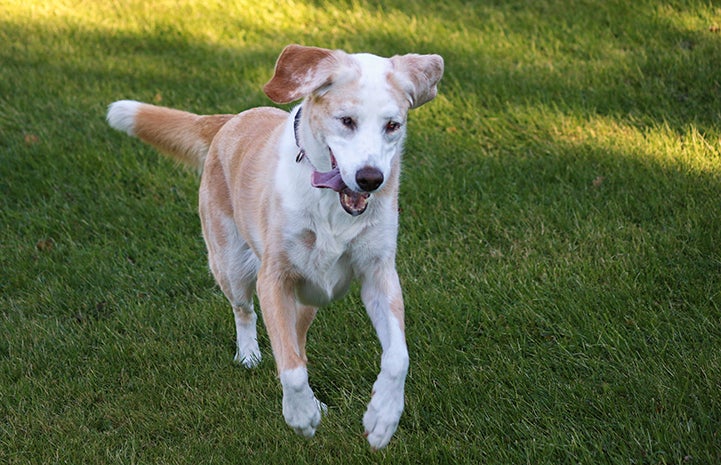 Blind therapy dog Faith running in the grass