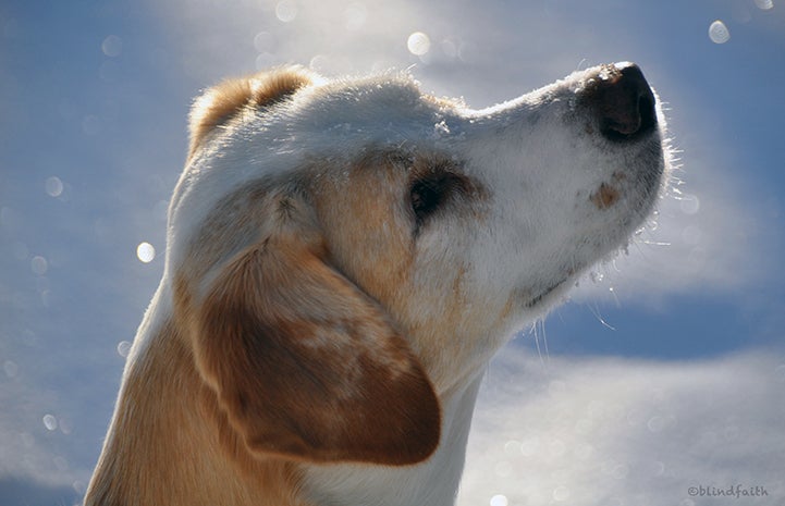 A close-up of the face of Faith, a therapy dog who is blind