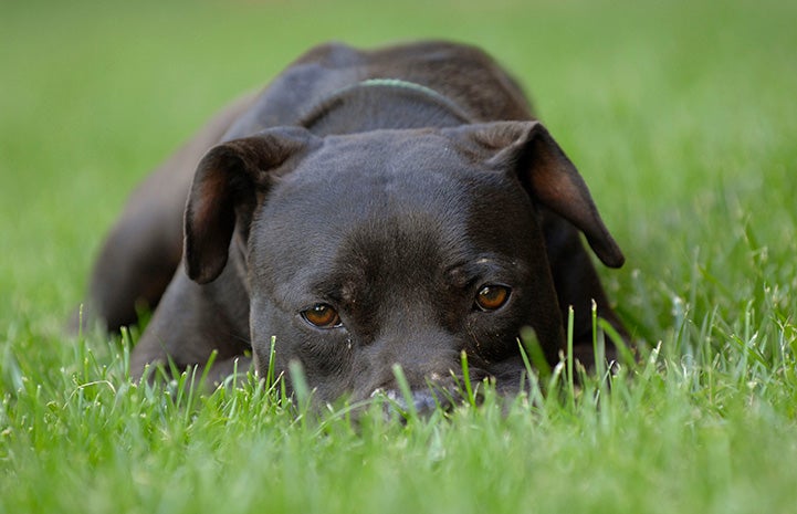 Vicktory dog Cherry lying with face in the grass