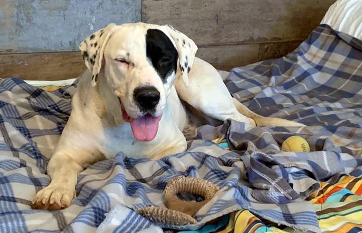 Peter the dog lying on a blanket next to a few toys