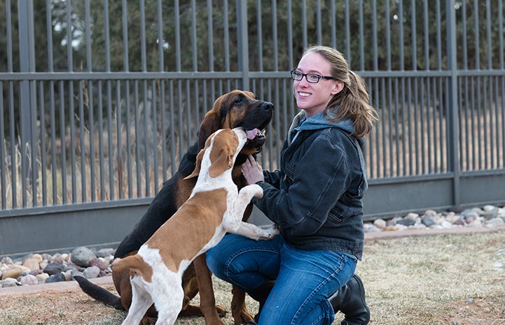 Woman sitting on the ground surrounded by Luther the bloodhound and Mallard the puppy, while they play