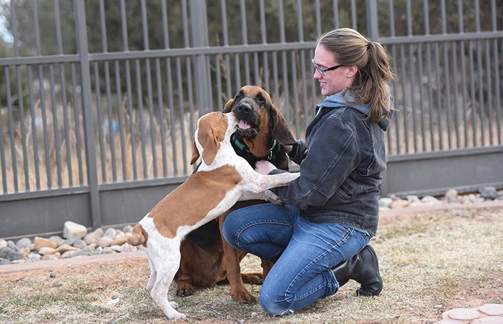 Woman sitting on the ground surrounded by Luther the bloodhound and Mallard the puppy, while they play