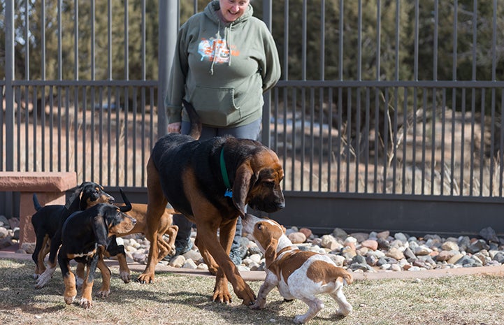 Some puppy lessons can only be taught by a dog, like Luther the bloodhound playing with Mallard, Pintail and Wigeon