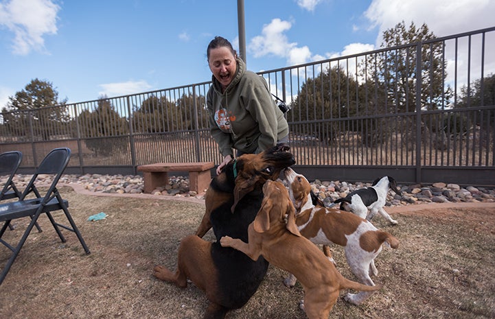 Wendy, a Best Friends employee, scratches Luther the bloodhound's chest while he leans back, surrounded by Ruddy and Mallard the puppies