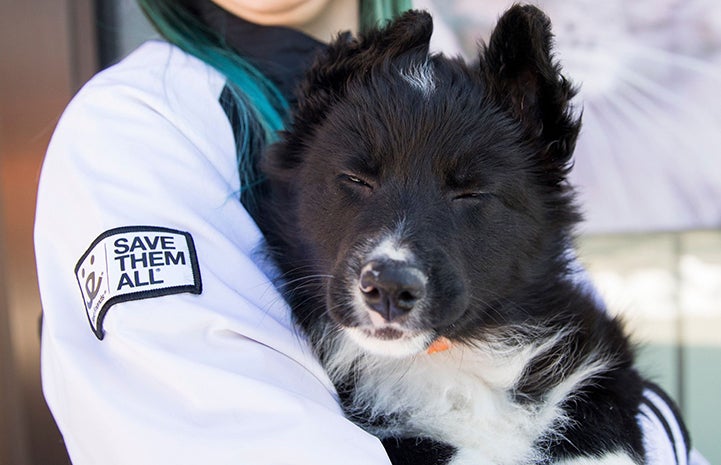 Black and white puppy being held by someone with his eyes most of the way closed