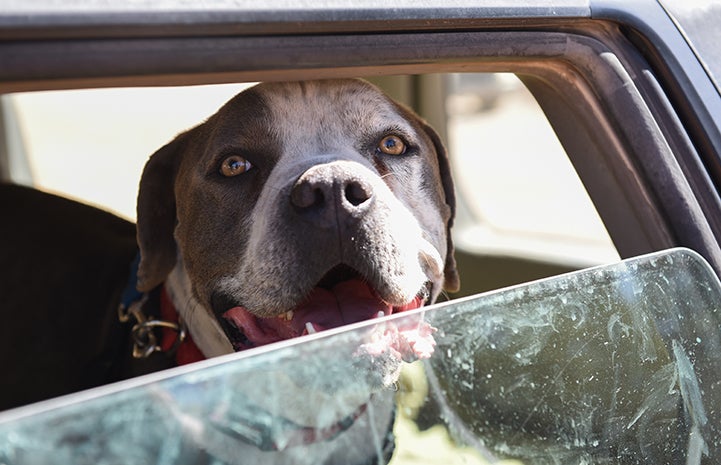 Jango the dog looking out from a half down car window