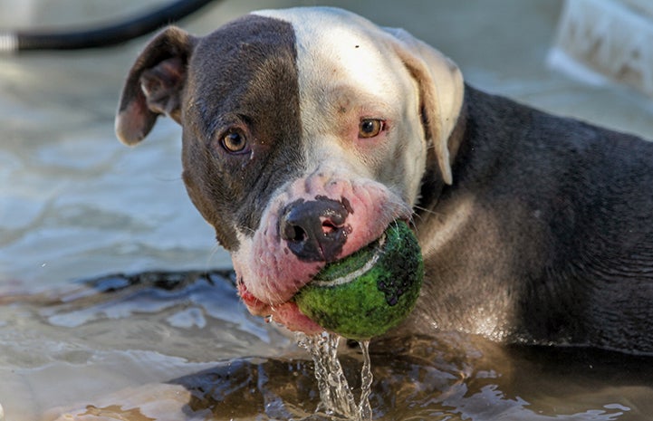 Rowdy dog Nina plays with a ball