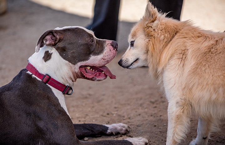 The next step was to introduce Nina to other dogs via a play group