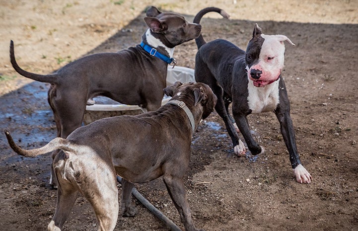 With the right match, Nina loved romping with other dogs in the play yard