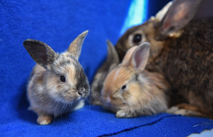 Jamie the rabbit with her babies