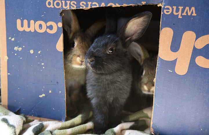 Peppa the rabbit's babies