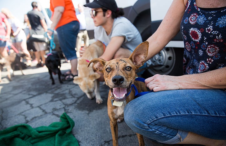 The animals whisked to Utah were already waiting to be adopted in Texas shelters when Hurricane Harvey hit