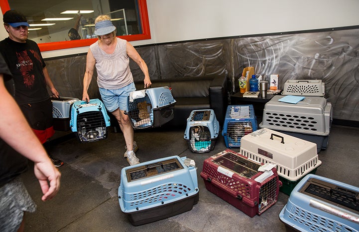 Volunteers loaded four cargo vans with pet crates and supplies, and then began the drive to Texas to pick up waiting pets at Austin Pets Alive