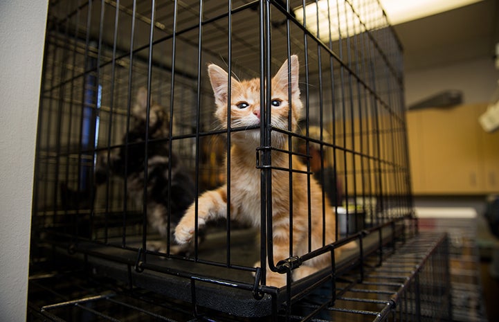 CAWS was working across the country to help the animals following Hurricane Harvey