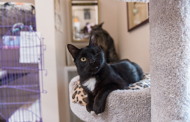 Cisco the black and white cat lying down in platform on a cat tree