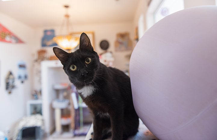 Cisco the black and white cat looking around and egg shaped bed