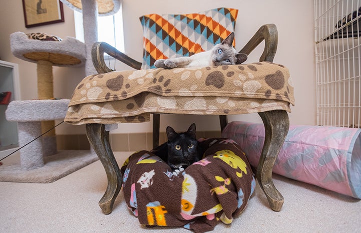 Cisco the cat lying in a bed under a chair that Abraham the cat is lying on