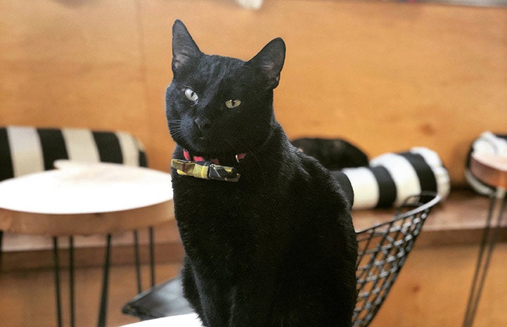 Quigley the cat sitting on the furniture at the cafe