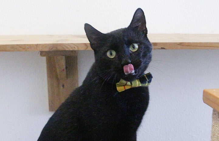 Quigley the cat wearing a bow tie and licking his lips