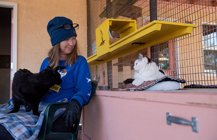 Woman sitting outside a cat enclosure with a black cat her lap, next to Sandwich the cat on a cabinet