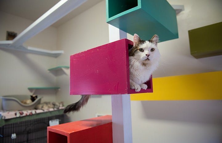 Sandwich the cat lying in a wooden box on a pole