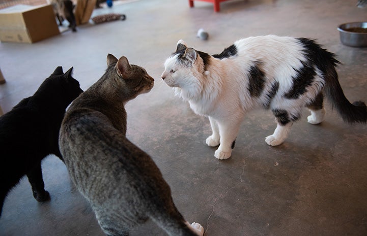 Sandwich the cat nose-to-nose with Tortellini, another cat