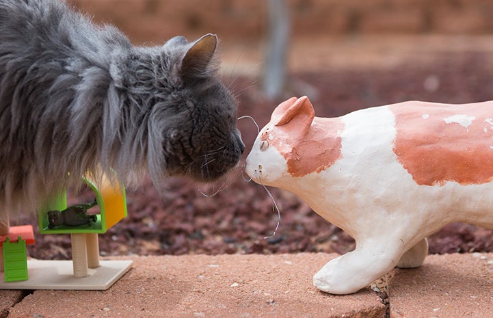 Gilbert the medium hair gray cat on a supervised walk outside sniffing a cat statue