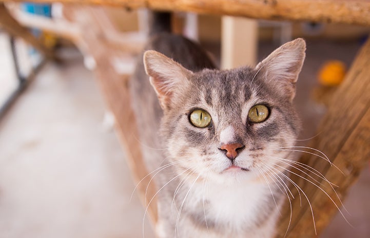 Peter, a gray tabby cat, on some wooden beams, looking at the camera