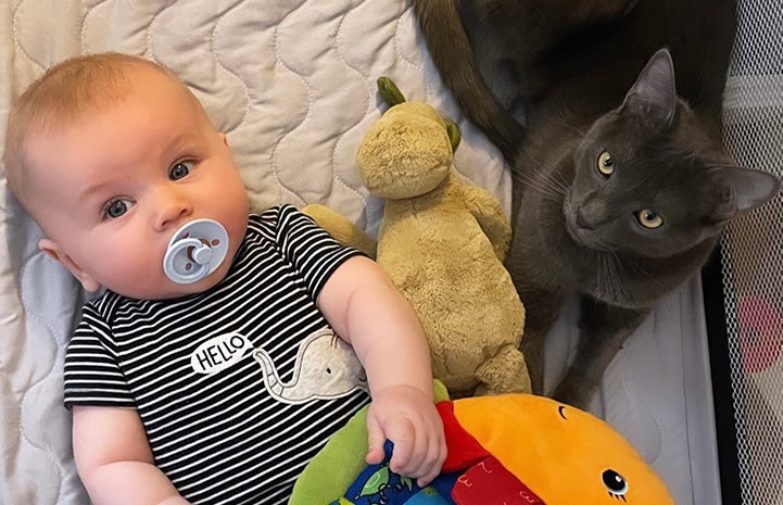 Ollie the baby lying in a playpen with toys and Bruce the cat