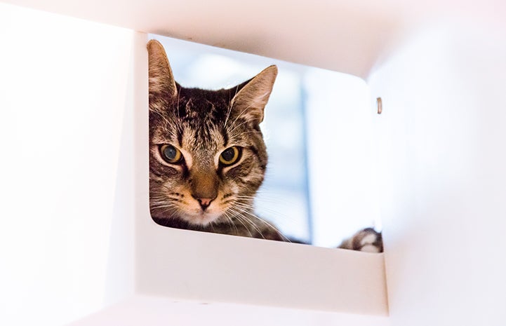 Archie the brown tabby cat lying in a white cubbie