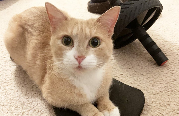 Betsy the cat lying on the floor next to a piece of exercise equipment