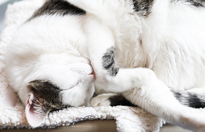 Dwight Schrute, the white and brown tabby cat, sleeping