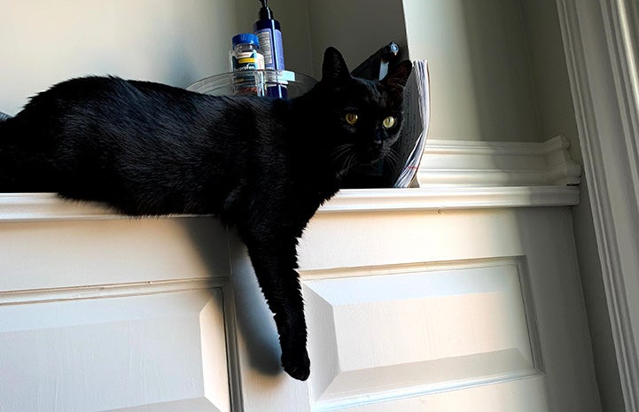 Ebenezer the cat on the side of a vanity with one paw hanging down