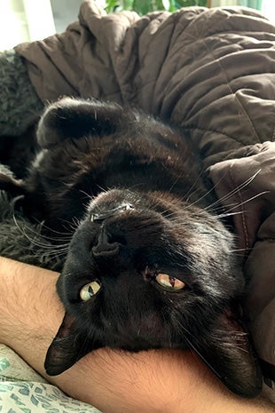 Ebenezer the cat lying upside-down on a bed