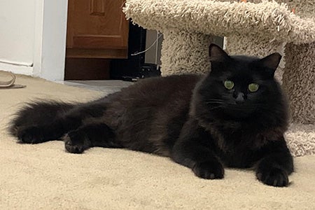 Fern the cat lying on some carpet under a cat tree