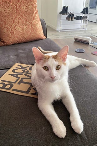 Chief the cat lying on a couch on a Black Lives Matter sign