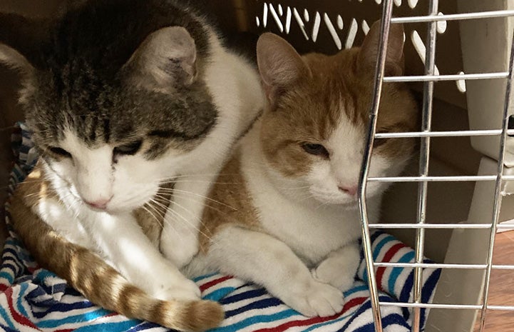 Drew and Jasper the cats together in a carrier