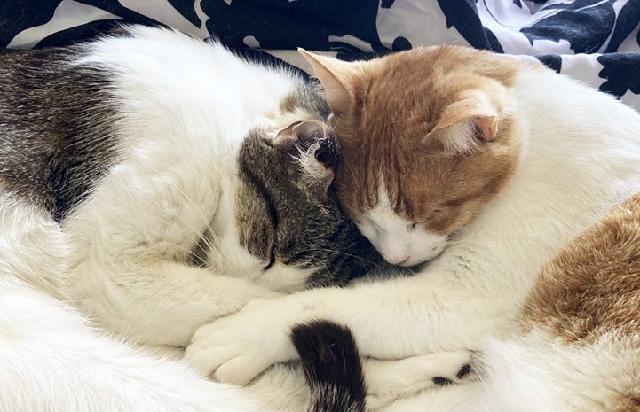 Drew and Jasper the cats sleeping snuggled right next to each other