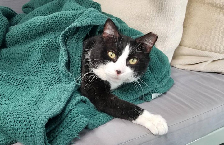 Monroe the cat lying partially under a green blanket