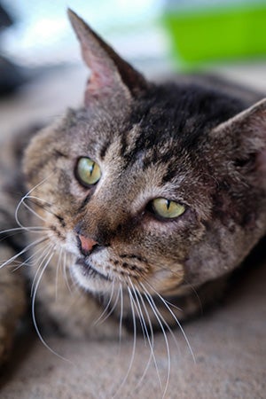 Samson the brown tabby cat looking slightly to the side