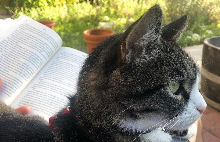 Tigger the cat lying on a lap while the person reads a book