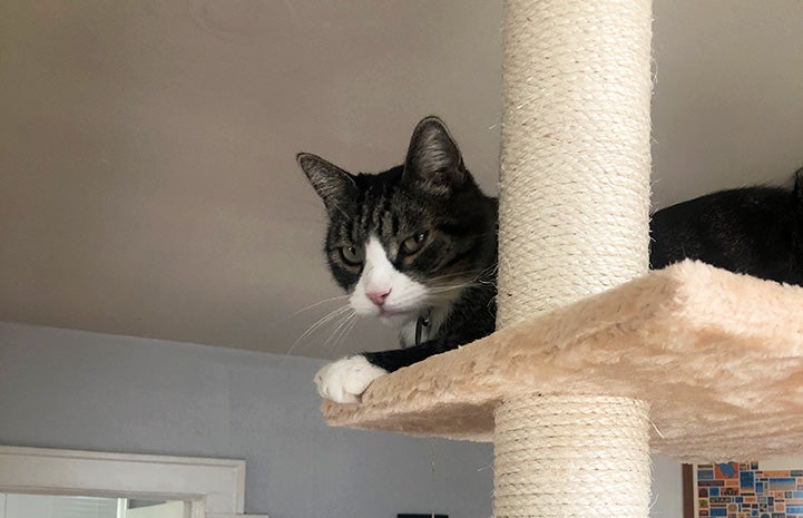 Tigger the cat lying on a cat tree