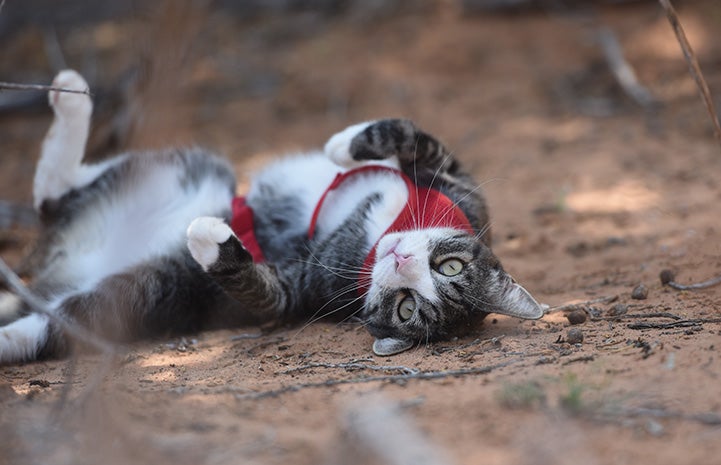 Tigger the cat upside-down rolling in the sand while outside on a walk