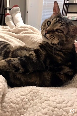 Sampson the cat lying on a blanket, looking up over his shoulder