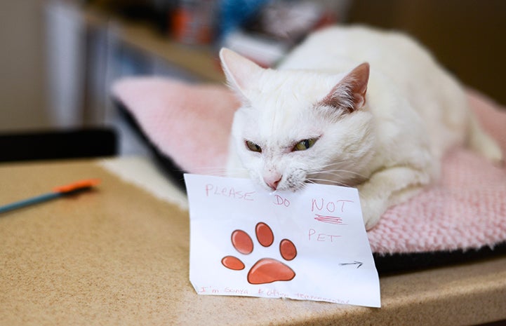 White cat Sonya with a warning sign in her mouth, "Please do not pet"